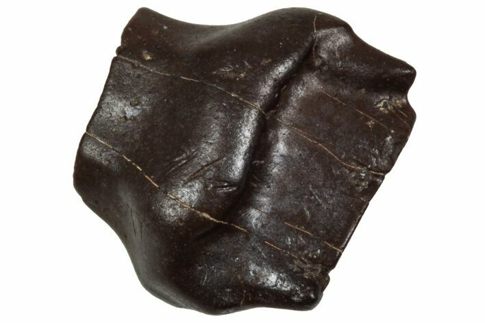 Fossil Nodosaurid (Denversaurus) Tooth - Wyoming #350544